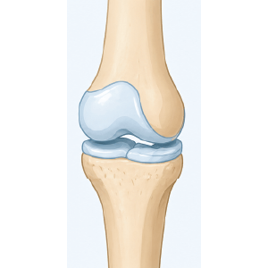 Articular cartilage