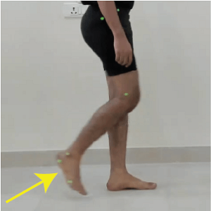 swing phase of the gait cycle