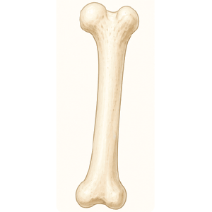 bone