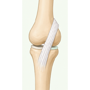 ligament