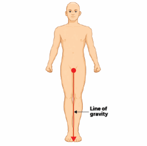 line of gravity: Ground reaction forces