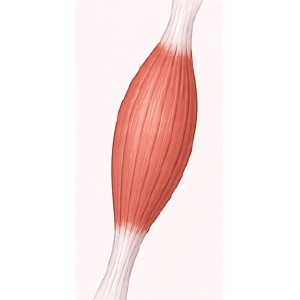 skeletal muscle