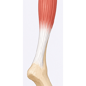 tendon